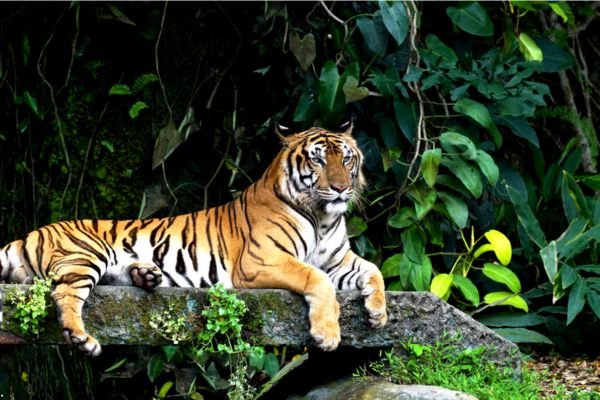 Bandipur