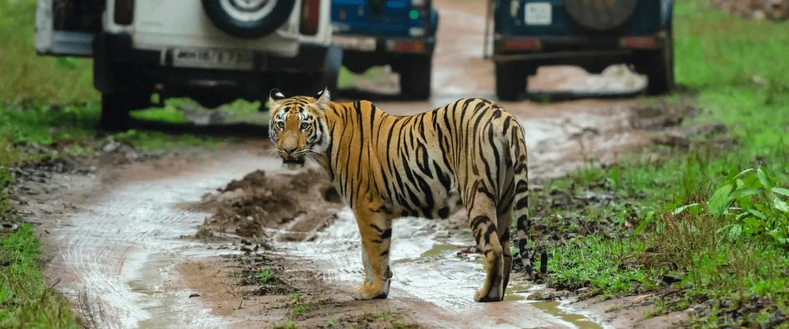 Tiger Safari